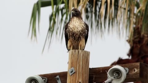 Large Red-tailed Hawk