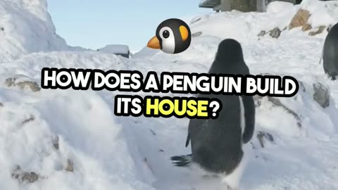 How Does a Penguin Build an Igloo