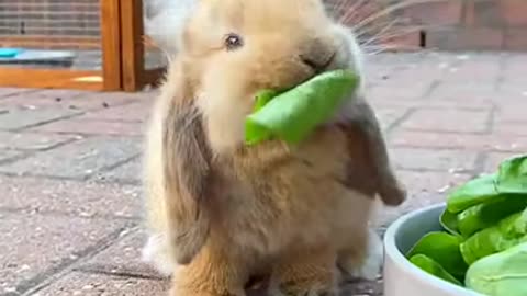 how can anyone look cute while eating