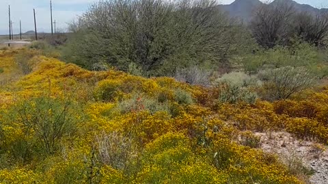 A Resurrection Day greeting from the deserts of Arizona. April 8th, 2023