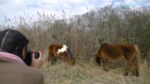 This Advocate For Inclusivity In The Outdoors Communes With The Wild Horses Of Assateague Island