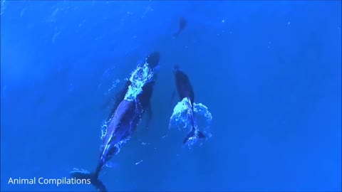 swimming with dolphins in the open of sea