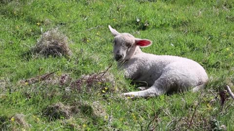 Lamb Lying Down Cute Sheep White Wool Spring