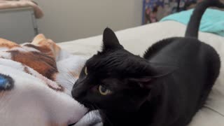 Adopting a Cat fro m a Shelter Vlog - Cute Precious Piper Gets Distracted from Being a Kitten