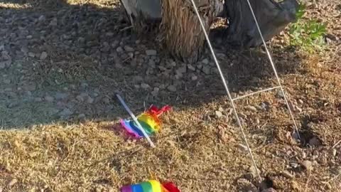 My Pride Flag Was Stolen, So I Covered My Yard in Pride Flags