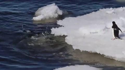 Pretty Penguins Jumping Into The Water In Antartica