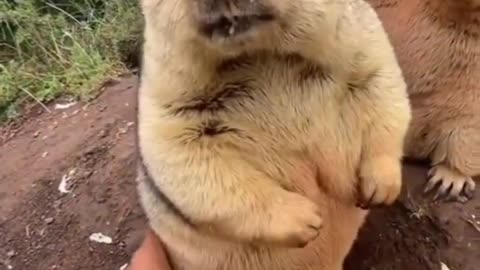 Cute bobak marmot