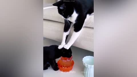 So Cute! The Funny Pet Videos Make You Laugh Out Loud