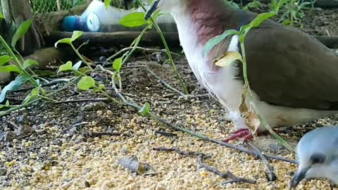 Jamaican Dove