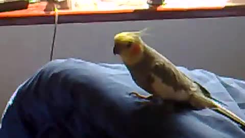 Raving Dancing Cockatiel (Original)