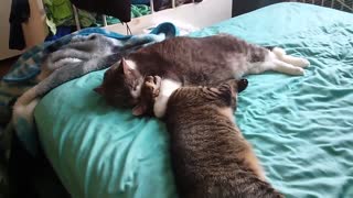Mimos entre gatos terminan en graciosa lucha