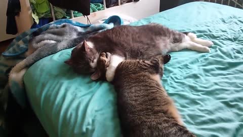 Mimos entre gatos terminan en graciosa lucha