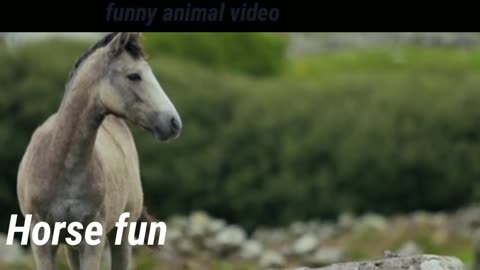 Animals funny video