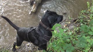 Dog Burps after drinking water