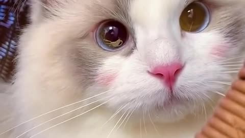 Aww Cute Cats Videos #catmeow Funny Animals Compilation😹 Try Not To Laugh Challenge MV59 #shorts