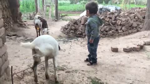 Cute Baby Playing with Goats - Pashton Baby