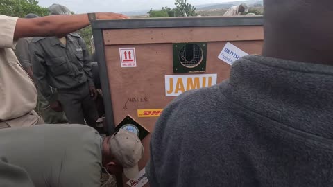 New life for lions born into captivity