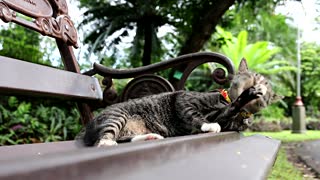 CAT LYING ON BENCH