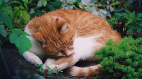 Cute Cat | Kitten | Sleeping | feline | Big eyes