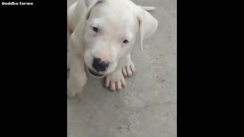 Free Free Adoption Dogo Argentino puppy 🔥🔥