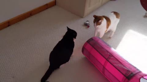 Cat Intimidates Other Cat (2)😺😺