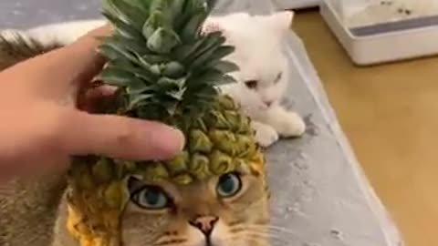 His reaction is like human 🍍🐱