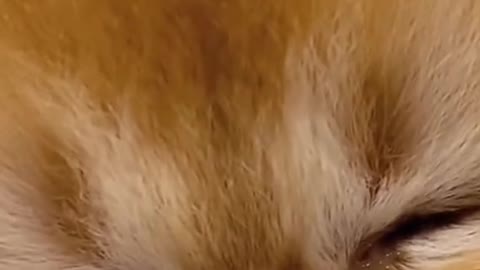 A sad cat 😥😥 - Funny Animals Life