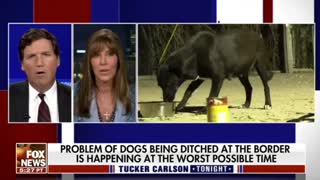 Lauree Simmons on dogs that have been abandoned at the border by illegal aliens.