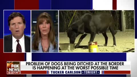 Lauree Simmons on dogs that have been abandoned at the border by illegal aliens.