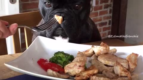 French Bulldog not fooled into eating broccoli
