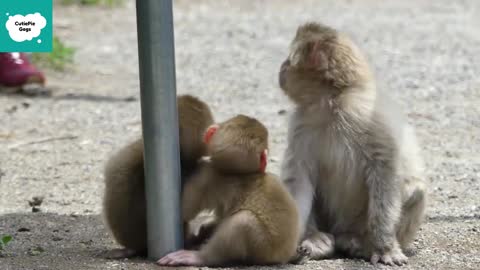 Cute Monkeys Videos Funny - Cute and Funny Monkey Videos Compilation