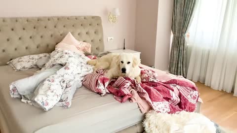 Our Dog Moved Into Our Bedroom! Happy Licious - Life with a Golden Retriever