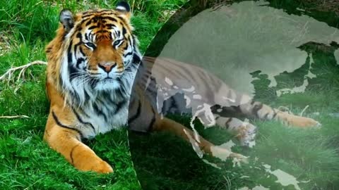 Documentary: Big Cats ROAR - Lion, Tiger, Leopard, Jaguar - The Rest Only Purrr