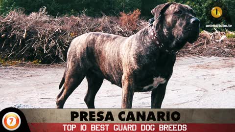 TOP 10 BEST GUARD DOG BREEDS