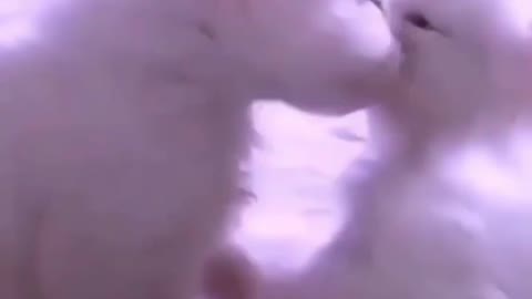 Cute cat kissing video