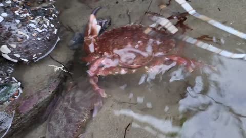 Angry crabs 🦀 tide pools fighting