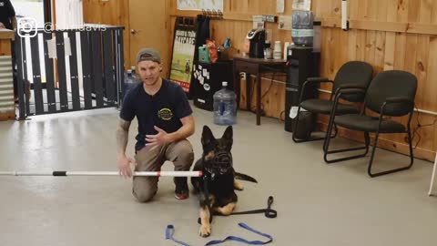 Aggressive German Shepherd attacks trainer during aggressive behavior training