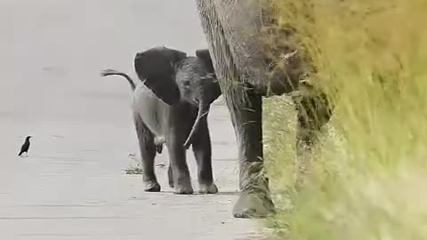 baby elephant happy with birds