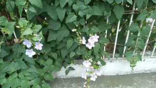 The Plants With Violet Flowers