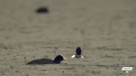 4k Ducks on the lake