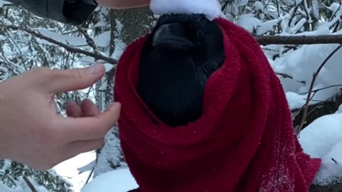 Raven Dresses as Santa