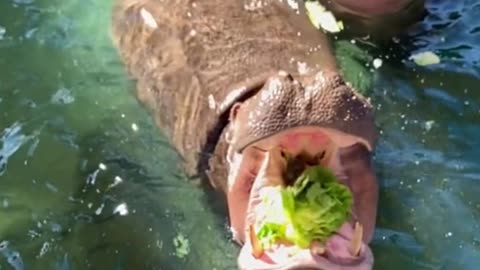 See the hippopotamus eat really decompress, this bite will eat full bar