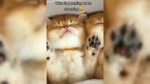 🤣🤣Try not laugh challenge 🤣🤣 what's does the cats?