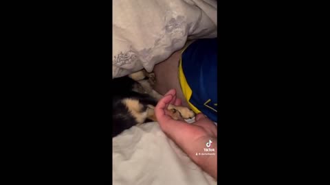 Owner & puppy sleep adorably holding hands #shorts