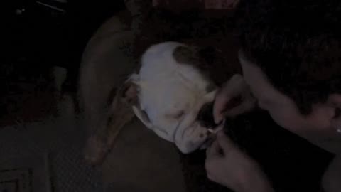 Bulldog Loves To Floss His Teeth