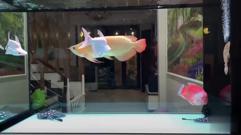 Arowana Fish Tank