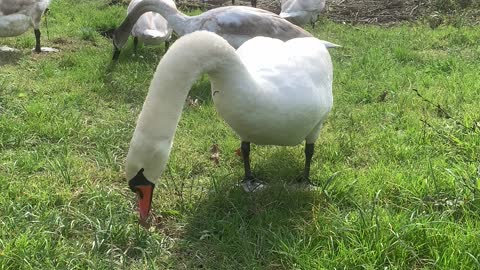Beautiful tame swans
