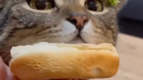 So cute | cats funny videos |