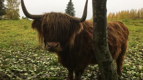 Scottish Highland Cattle In Finland Black bull with big horns scratching itself