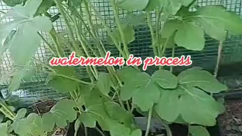 Six steps to grow watermelon in a greenhouse